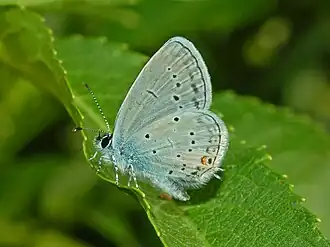 Голубянка альцет