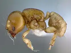 Муравей Melissotarsus insularis