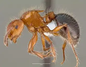 Муравей Meranoplus mayri