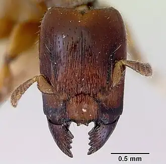 Metapone madagascarica