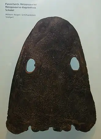 верхняя сторона черепа M. diagnosticus