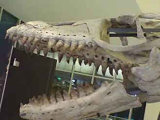 Череп прогнатодона из Марокко