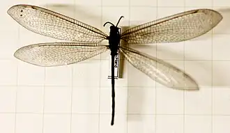 Naturkundliche Sammlung Übermaxx Überseemuseum Bremen 0374