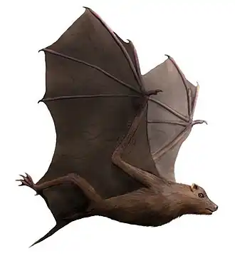 Художественная реконструкция Onychonycteris finneyi