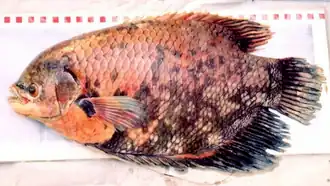 Взрослая особь