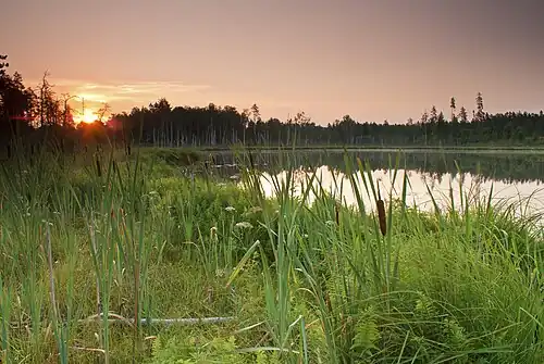 Восход солнца на болоте Теринги