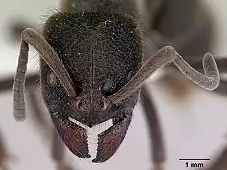 Pseudoneoponera oculata