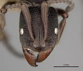 Pseudoneoponera tridentata