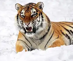 Кхла —  — тигр