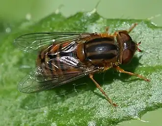 Parhelophilus versicolor, самка