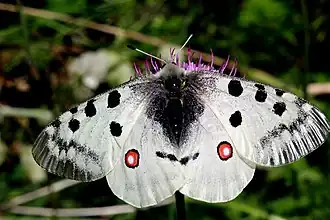 Parnassius apollo MHNT Frau