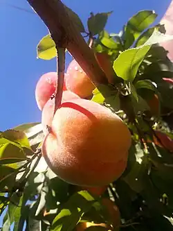 Персиковое дерево