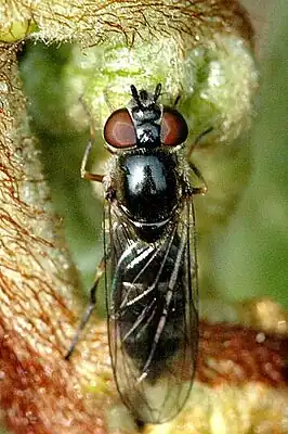 Самка Platycheirus clypeatus