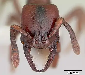 Plectroctena lygaria