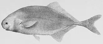 Pollimyrus plagiostoma