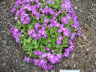 Цветущее растение в Ботаническом саду Рейкьявика