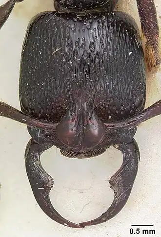 Psalidomyrmex reichenspergeri