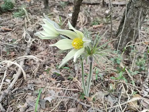 Общий вид растения; Россия, Свердловская область 2025 год