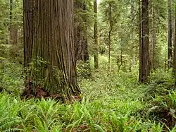 Папоротник в Секвойном парке Джедедайя Смита