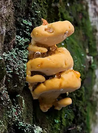 Rigidoporus laetus