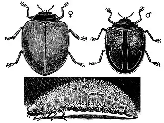 Novius koebelei. Самка, самец и личинка