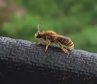 самец Rophites algirus