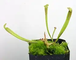 Молодые саженцы