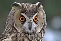Ушастая сова