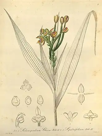 Selenipedium palmifolium. «Xenia Orchidacea», vol. 1, tab. 2, 1858.