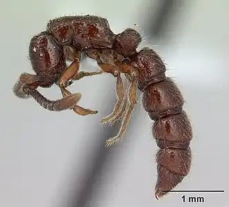 Sphinctomyrmex stali