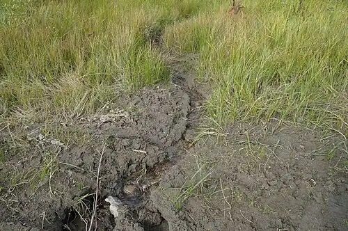 Источник, впадающий в реку