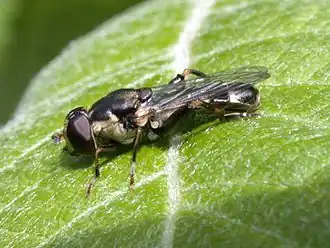 Syritta pipiens