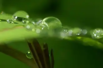 Майская роса