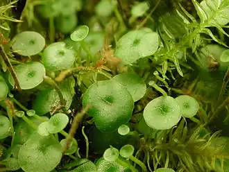 Вид растения сверху