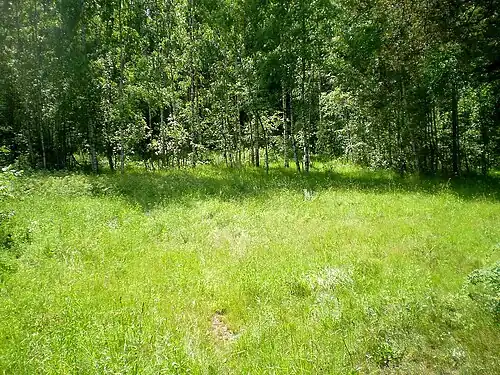 Дно бывшего Васильевского озера. 2011 год