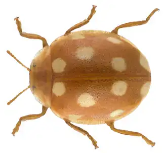 Vibidia duodecimguttata