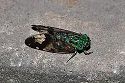 Zammara sp., Восточная Мексика