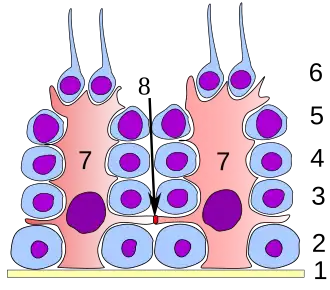 Сперматогенный эпителий[англ.] тестикул. 1 — базальная пластинка[англ.], 2 — сперматогонии, 3 — сперматоцит 1-го порядка, 4 — сперматоцит 2-го порядка, 5 — сперматида, 6 — зрелая сперматида, 7 — клетки Сертоли, 8 — плотный контакт между клетками Сертоли